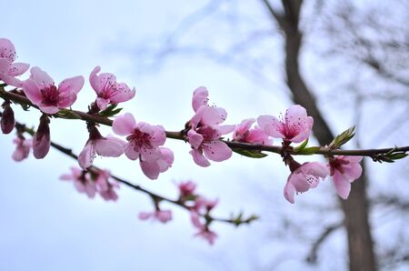 peach branch in blossom in Aprilの写真素材