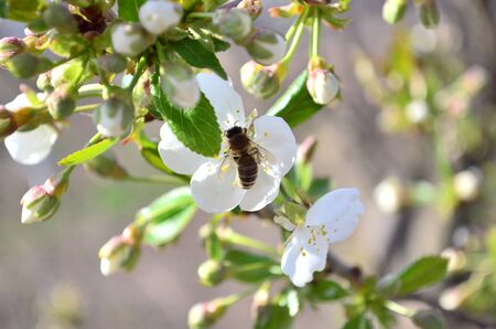 a bee works in the garden april