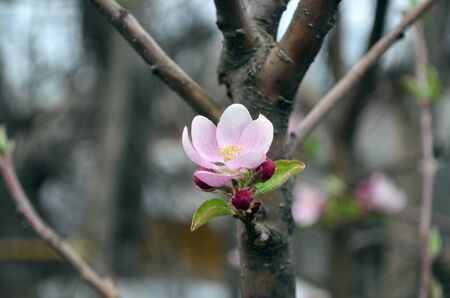 small apple flower blooming in Aprilの写真素材