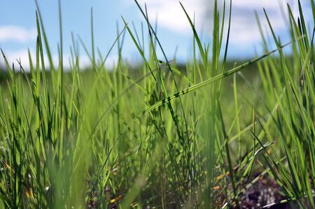 green grass on the sky backgroundの写真素材