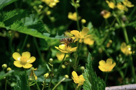 Honey Bee collecting pollen on yellow rape flowerの写真素材