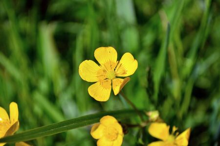 buttercup yellow flowers on sunlightの写真素材