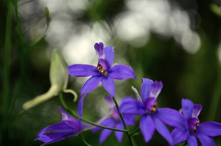 Violet flower Viola odorata in a forestの写真素材