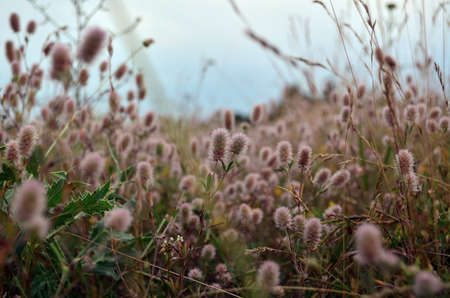 Green yellow grass grows in Julyの写真素材