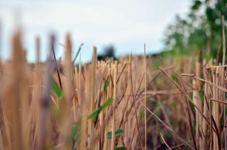 barbed wheat stubble with green grass