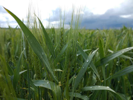 green barley on the field after rain in summerの写真素材