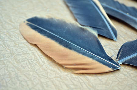Photo of bird feathers on the table macroの写真素材