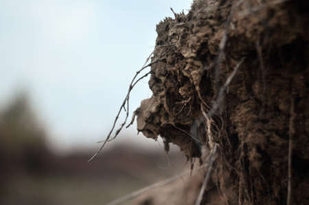 Clay soil with grass roots in a quarryの写真素材