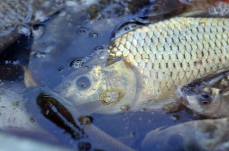 Photo of carp and crucian carp in water