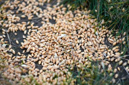 wheat grain scattered on the groundの写真素材