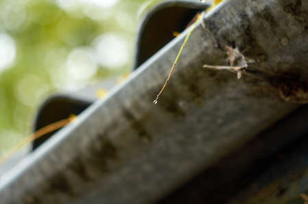 a small drop of water on a branch autumnの写真素材