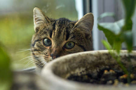 tabby cat peeking out of the flowerpotの写真素材