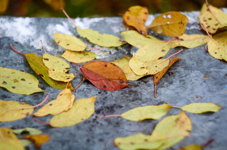 Photo of yellow leaves in water on metal sheet in autumnの写真素材