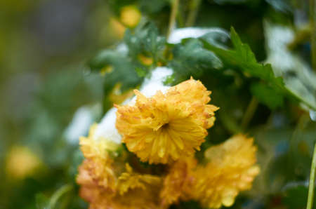 Photo of yellow chrysanthemums flowers in the garden covered by snowの写真素材