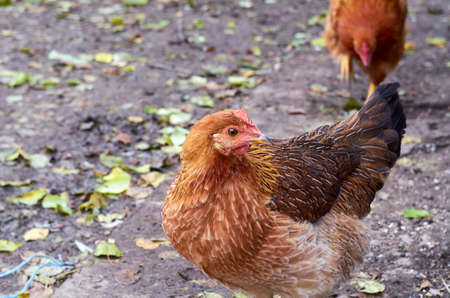 Photo of young chicken in the yard in autumn