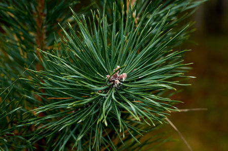 Photo of pine needle tree branch close up