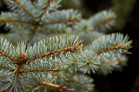 Photo of young spruce branches background