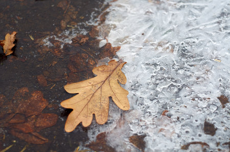 Alone oak leaf on icy groundの写真素材