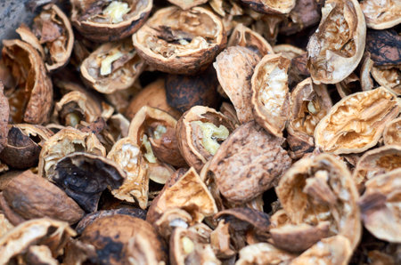 Photo of walnut shells in a bucketの写真素材