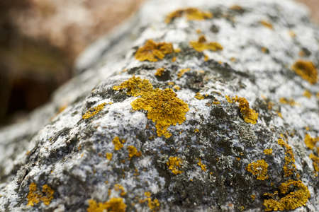 Gray stone covered by yellow lichen