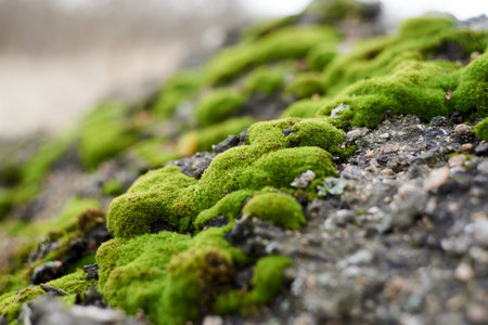 green moss on old asphaltの写真素材