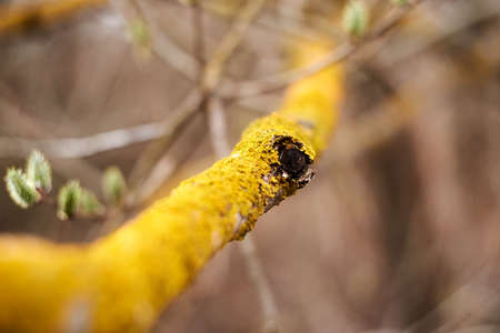 Photo of a branch covered by yellow lichen