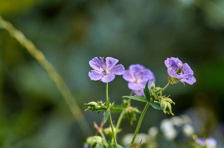 Photo of wild geranium flowers. natural background.の写真素材