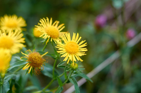 Photo of yellow flowers in the meadow in August