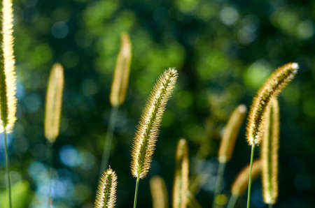 Setaria viridis wild grass on blurred backgroundの写真素材