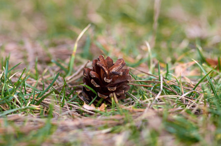 Brown pine cone on the grass in March
