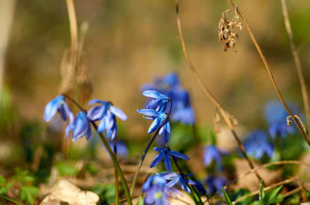 Spring bluebells in the woods. Aprilの写真素材