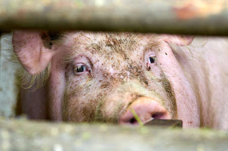 Pig on farm resting and looking in camera