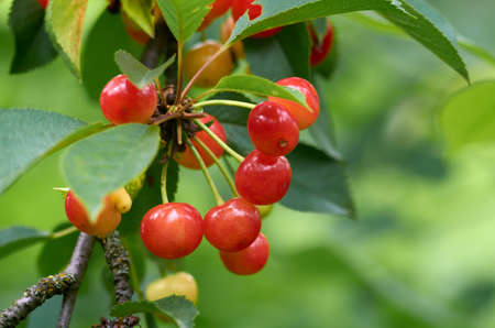 Red and sweet cherries on a branch in early summer