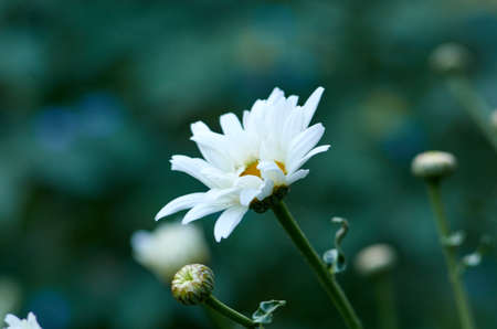 Blooming wild chamomile in summer meadow. Blurred background.