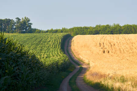 Road between wheat and corn field in the morning in July