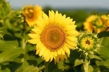 Sunflowers are blooming in the field in July. Ukraine.の写真素材