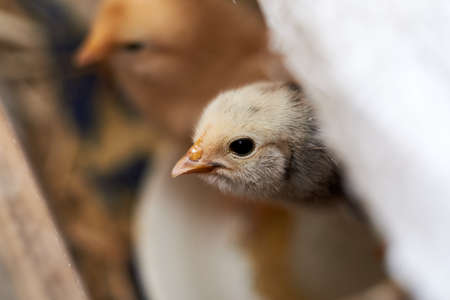 chicken head peeking out of the boxの写真素材