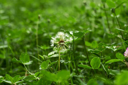 Fluffy dandelion among green grass in Mayの写真素材