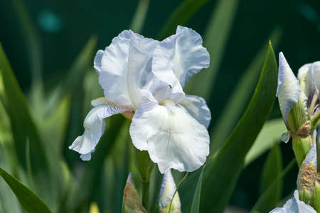 White iris albicans in my garden. natural background.
