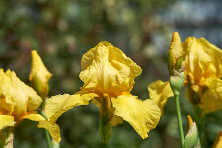 Photo of yellow irises blooming in May