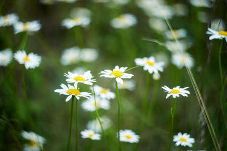 Wilde daisies blooming in the field. natural backgroundの写真素材