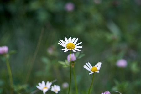 Leucanthemum vulgare flowering beautiful plants on late springtime amazing green fieldの写真素材