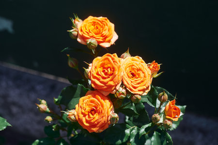 Bush of blooming yellow rosesの写真素材