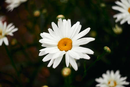 White chamomile with water dropsの写真素材