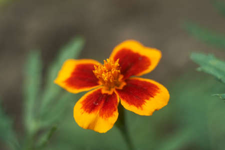 Photo of marigold flower on blurred backgroundの写真素材