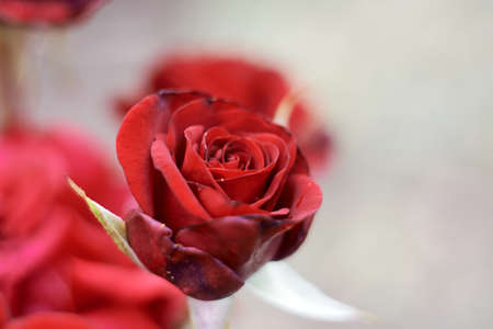 Photo of blooming red roseの写真素材