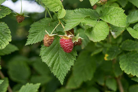 Red raspberries ripened in the gardenの写真素材