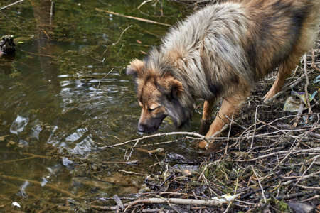 Dog drinking water from the pond in summer