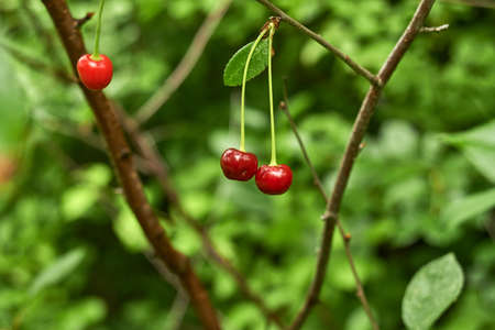 Red cherries ripen on the tree during the warm season.の写真素材