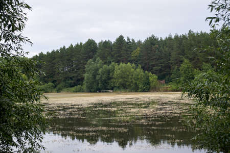 Pond overgrown with algae and pine forest in Juneの写真素材